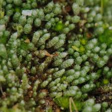 Attēlu rezultāti vaicājumam “Bryum argenteum sporophyte”