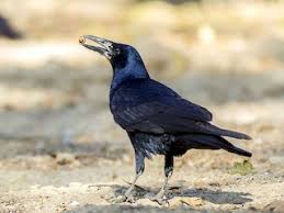 Attēlu rezultāti vaicājumam “Corvus frugilegus”