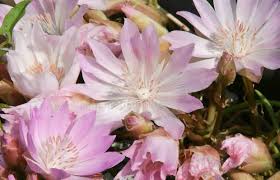 Image result for Bitterwurz