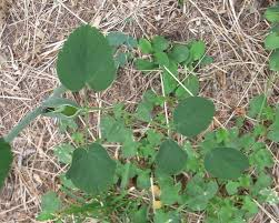 Attēlu rezultāti vaicājumam “Laserpitium latifolium leaf”