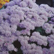 Image result for Leberbalsam