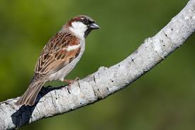 Image result for Passer domesticus