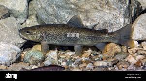 Image result for Salmo marmoratus