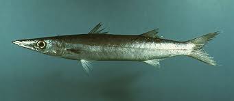 Attēlu rezultāti vaicājumam “Perichaena sp.”