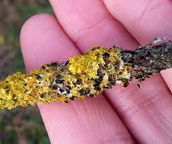 Attēlu rezultāti vaicājumam “Xanthoriicola physciae”