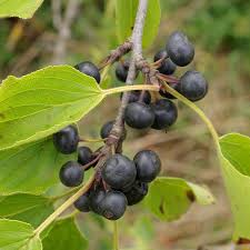 Attēlu rezultāti vaicājumam “Rhamnus cathartica fruit”