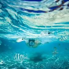 Image result for Wyndley Seals Snorkelling Club