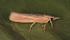 Attēlu rezultāti vaicājumam “Pediasia fascelinella”