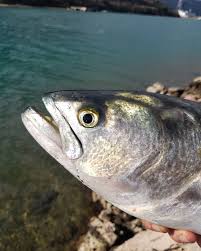 Image result for Pomatomus saltatrix