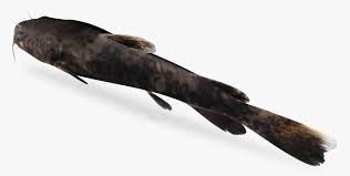 Image result for Pylodictis olivaris