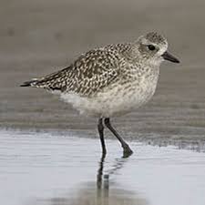 Attēlu rezultāti vaicājumam “Pluvialis squatarola”