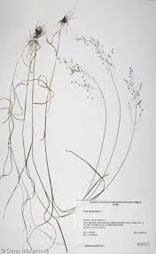 Attēlu rezultāti vaicājumam “Poa nemoralis fruit”