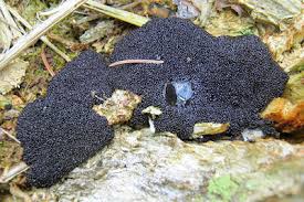 Attēlu rezultāti vaicājumam “Enteridium olivaceum”