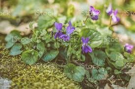 Attēlu rezultāti vaicājumam “Viola reichenbachiana”