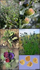 Attēlu rezultāti vaicājumam “Cynoglossum officinale flower”