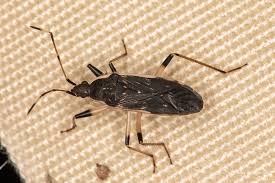 Attēlu rezultāti vaicājumam “Lygaeidae”