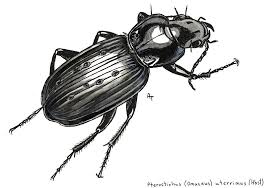 Attēlu rezultāti vaicājumam “Pterostichus aterrimus”