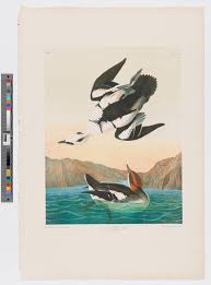 Attēlu rezultāti vaicājumam “Mergus albellus”