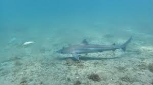 Image result for Galeorhinus galeus