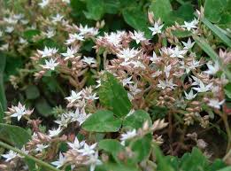 Attēlu rezultāti vaicājumam “Sedum pallidum flower”