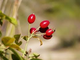 Image result for Rosa canina