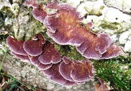 Attēlu rezultāti vaicājumam “Trichia ambigua spores”