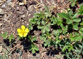 Attēlu rezultāti vaicājumam “Potentilla reptans”