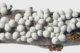 Attēlu rezultāti vaicājumam “Diderma deplanatum”