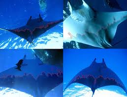 Image result for Mobula tarapacana