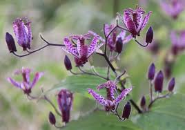 Image result for Tricyrtis `Black Beauty`