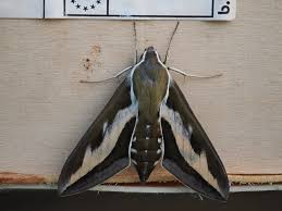 Attēlu rezultāti vaicājumam “Hyles gallii imago”