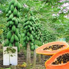 Image result for Carica papaya