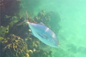 Image result for Caranx bartholomaei