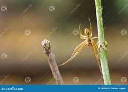 Attēlu rezultāti vaicājumam “Metellina segmentata”