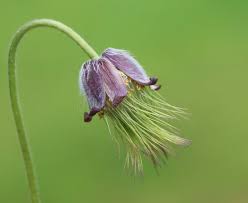 Attēlu rezultāti vaicājumam “Pulsatilla pratensis bud”