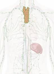Image result for Thymus