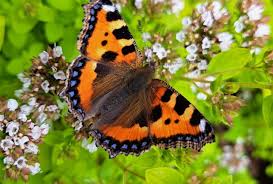 Image result for Small Tortoiseshell