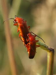 Attēlu rezultāti vaicājumam “Rhagonycha fulva”