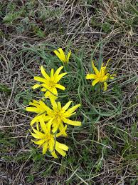 Attēlu rezultāti vaicājumam “Scorzonera humilis bud”