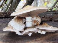 Attēlu rezultāti vaicājumam “Phellinus laevigatus”