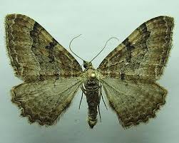 Attēlu rezultāti vaicājumam “Hydria cervinalis”