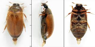 Attēlu rezultāti vaicājumam “Attagenus smirnovi”