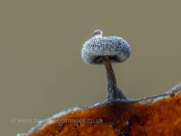 Attēlu rezultāti vaicājumam “Cribraria rubiginosa macro”