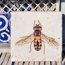 Attēlu rezultāti vaicājumam “Leucozona glaucia”