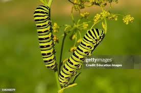 Attēlu rezultāti vaicājumam “Papilio machaon larva”