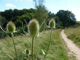 Image result for Stinchcombe Hill Golf Club