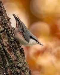 Attēlu rezultāti vaicājumam “Sitta europaea”