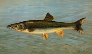 Image result for Leiostomus xanthurus