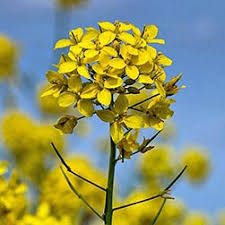 Attēlu rezultāti vaicājumam “Brassica napus fruit”