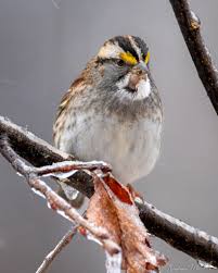 Image result for Zonotrichia albicollis